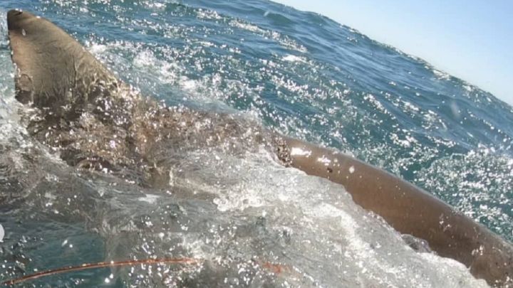 Un tiburón casi le arranca la mano a un pescador, pero él ha dado una lección en redes