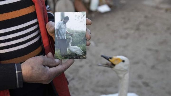 La historia de un hombre y un cisne que se conocen desde hace 37 años