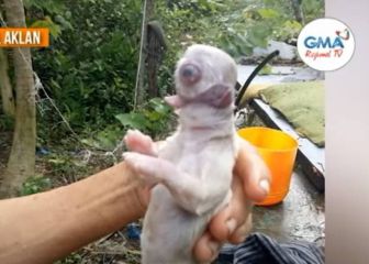 Así es ‘Cíclope’, el cachorro con dos lenguas, un solo ojo y sin nariz