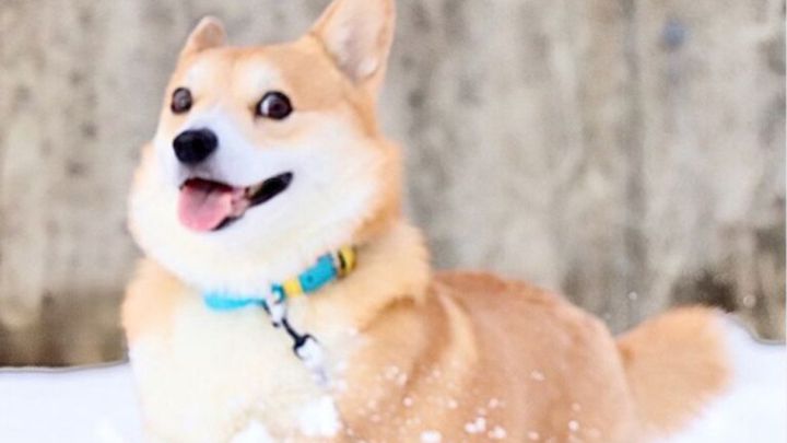 Muere Gen, el famoso perro protagonista de infinidad de memes