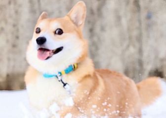 Muere Gen, el famoso perro protagonista de infinidad de memes