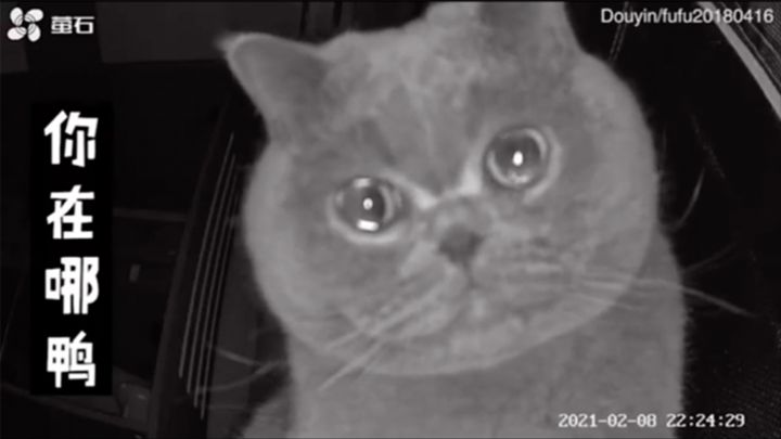 Este gato llora ante las cámaras de seguridad cada vez que se queda solo en casa