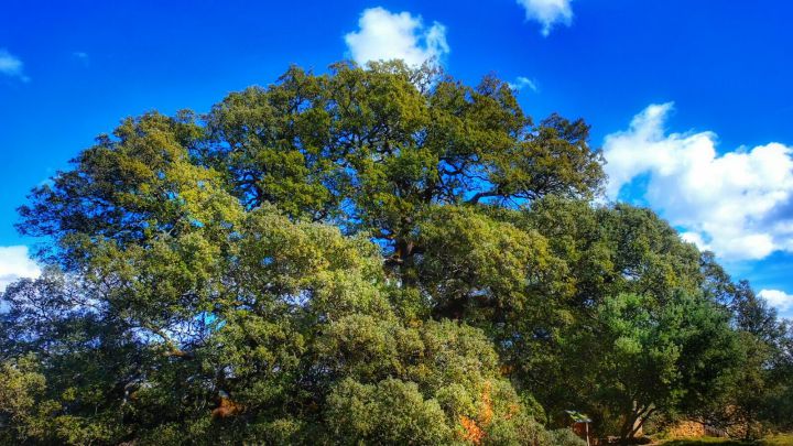 Carrasca de Lecina: cómo votar en la web de \'Tree of The Year\' y cuándo se sabe si es \'Árbol de Europa 2021\'