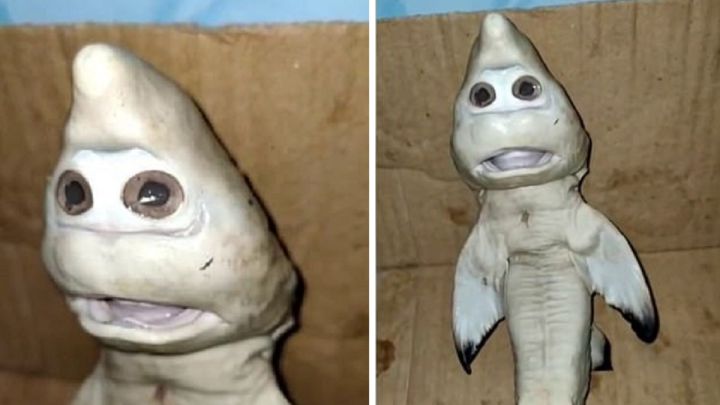 Encuentran un extraño tiburón con \