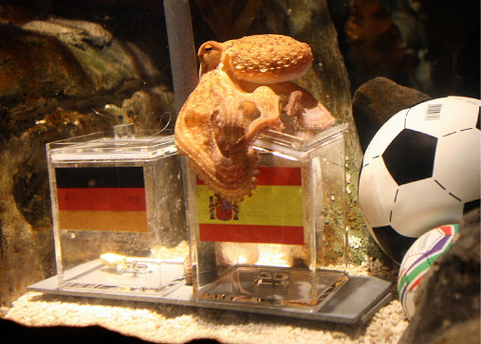 'Paul', el pulpo adivino, pronostica que España ganará a Alemania