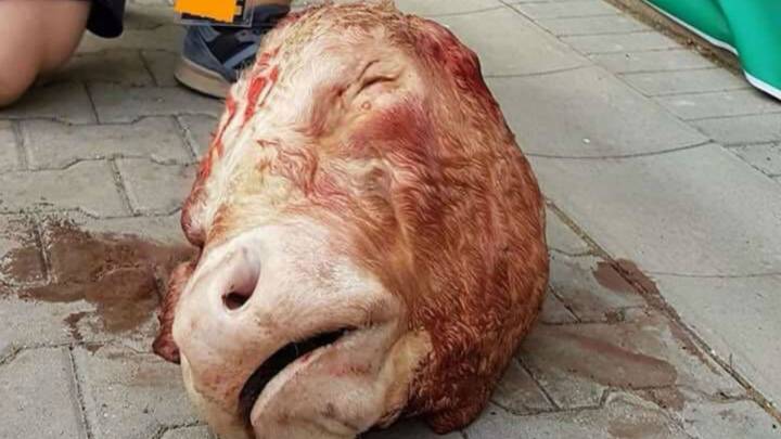 Multan al Dresden con 60.000€ por lanzar una cabeza de toro