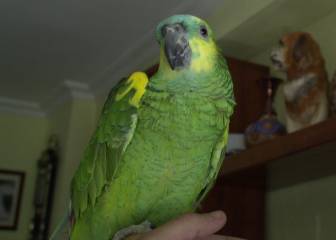 Denuncian a un loro por silbar el himno del Barça en Cádiz