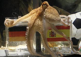 Paul se decanta por España