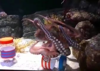 Euskadi tiene su propio pulpo adivino: ganará el Athletic