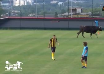 Se han visto todo tipo de interrupciones de animales, pero esta es nueva: tremendo