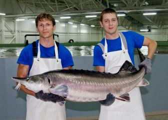 El oro blanco del Sheriff