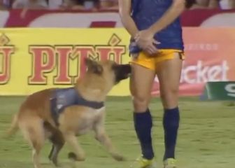 El perro futbolero que regatea y 'se roba' el show en Brasil