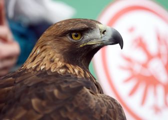 Tristeza en el Eintracht: su mascota, vetada en Sevilla