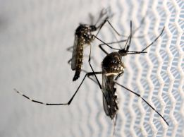 Mosquito que transmite el virus del Zika
