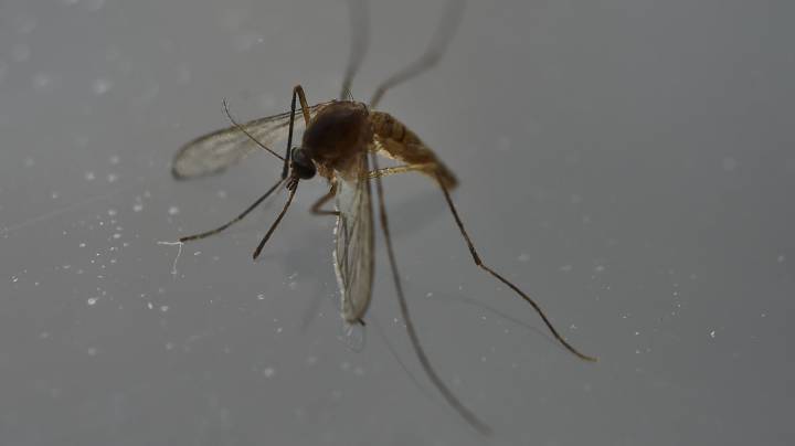 La OMS rechaza aplazar los Juegos de Río por el zika