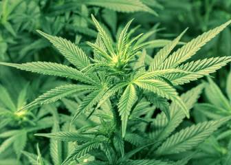 Las Vegas estudia no considerar a la marihuana como dopaje