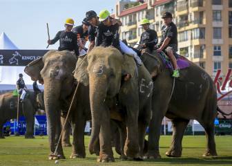 Polo arriba de elefantes: un deporte que triunfa en Bangkok