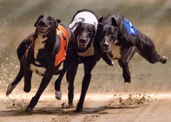 Irlanda en shock: el perro campeón de carreras da positivo por cocaína