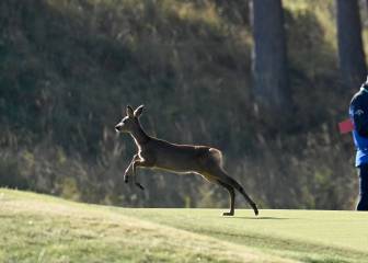 Un visitante inesperado en el Abierto de Escocia de golf