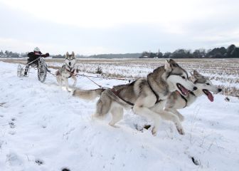 Primeros entrenamientos de la temporada de mushing