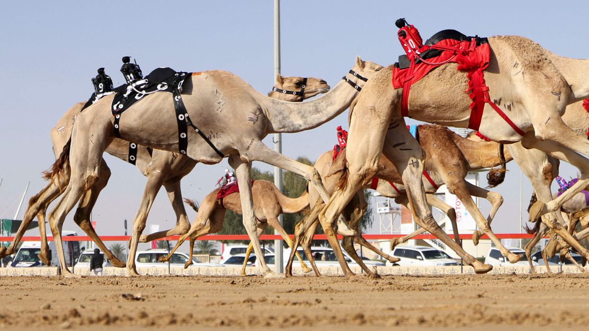 Carreras de camellos dirigidos por robots jinete 