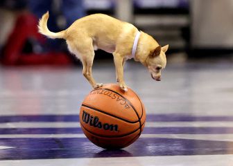 'Scooby' se encarga del espectáculo en los descansos