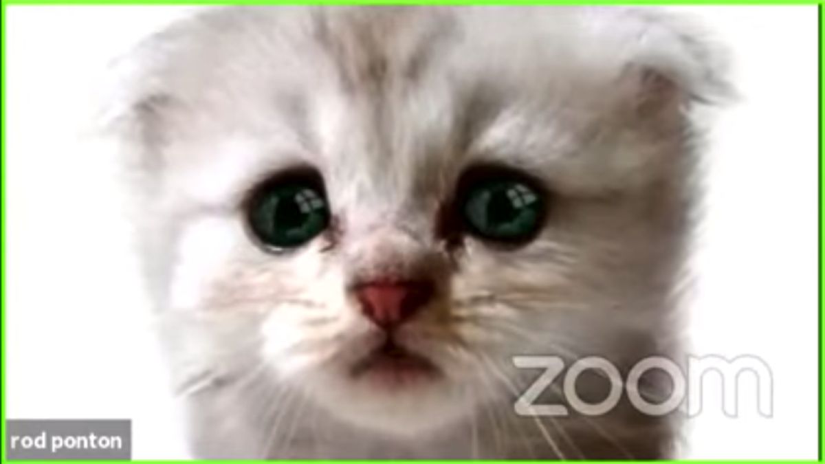 muelle si puedes Incentivo Cómo descargar el filtro del gato en ZOOM para tus videollamadas - AS.com