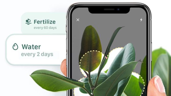 Hablar con burbuja Borradura Blossom, una app para identificar plantas y cuidarlas - AS.com