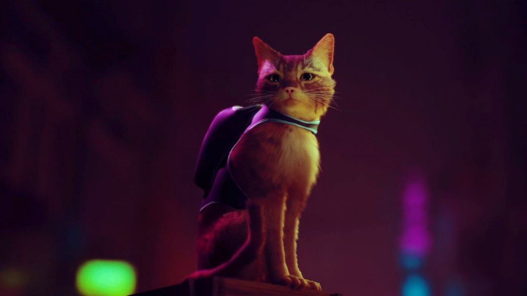 Algún día Elemental hígado Stray, el juego del gato, llegará en 2022, insiste Annapurna Interactive -  MeriStation