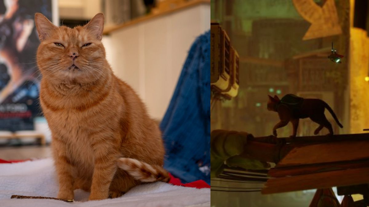 Sensación Mencionar Debilitar Stray nos presenta a Murtaugh, el gato adoptado que inspiró a los creadores  del juego - MeriStation