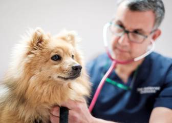 ¿Pueden los perros y gatos transmitir el Coronavirus?