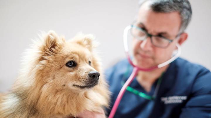 ¿Pueden los perros y gatos transmitir el Coronavirus?