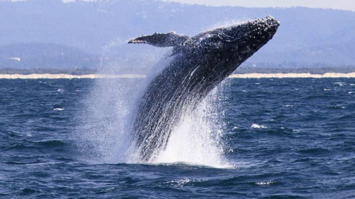 ¿Una ballena en las costas de Acapulco? El viral que da esperanza