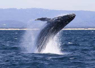 ¿Una ballena en las costas de Acapulco? El viral que da esperanza