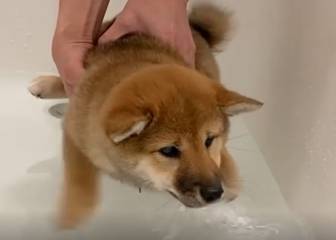 ¡Al agua, Kiwi! Este perrito Shiba Inu realmente odia bañarse