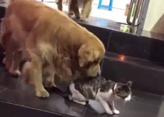 ¡Mala copa, mala copa! Perro evita que su amigo gato entre en una pelea