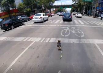 ¡El más emocionante rescate de un perro en el tránsito de la CDMX! Véanlo hasta el final