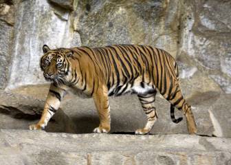 Cuando eres más divertido que un tigre