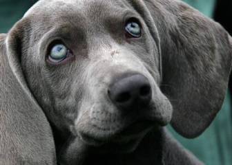 Un video de un perro skater en TikTok causa controversia