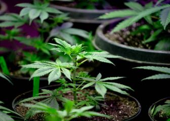 Senado aprobó la posesión de la marihuana