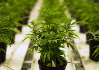 La Cámara d Diputados aprobó el uso lúdico de la marihuana, pero con lineamientos