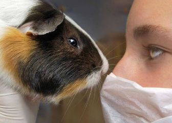 Se prohibirán las pruebas de productos domésticos en animales 