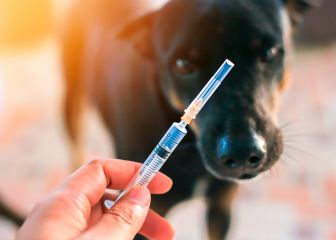 Jornada de vacunación antirrábica gratuita en Azcapotzalco 