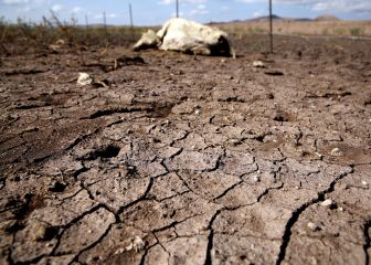 Por sequía, mueren 50 reses en Veracruz 