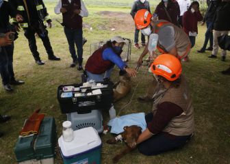 Así rescataron a Spay y Spike, los perros que cayeron en el socavón de Puebla