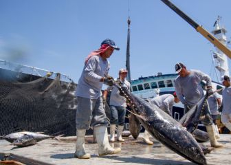 Finaliza la veda y comienza temporada de pesca