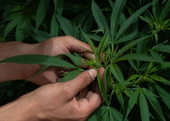 SCJN aprueba uso lúdico de la marihuana 