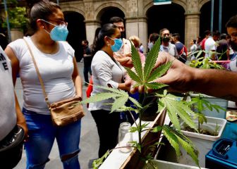 Solicita INAI a Cofepris presentar normatividad para el uso de la cannabis