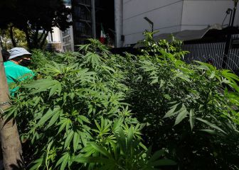 ¿Cómo solicitar un permiso para el uso lúdico de la marihuana?