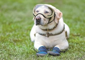 Día Mundial del Perro: adopta un nuevo amigo 